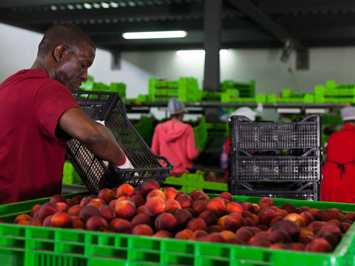 Residuos de la campaña frutícola en el Bajo Cinca cómo gestionar cajas, palés y envases